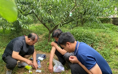 屏山土壤改良、提质增效项目