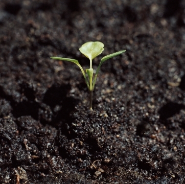 高标准农田建设土壤改良
与地力提升技术