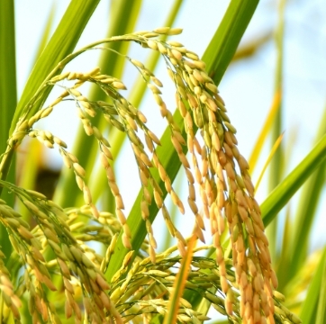 高品质农产品生产土壤改良
与提质增效技术