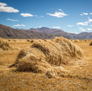 农业废弃物资源化利用技术