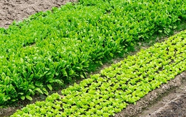 重庆市潼南区土壤改良项目