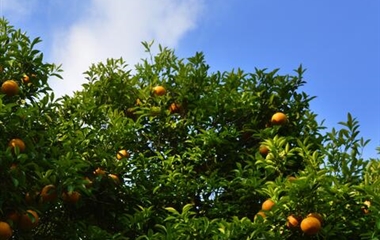 杨氏果业青白江—特色水果（晚熟柑橘）产业园项目