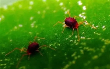 现学现用！柑橘主要虫害防治大全